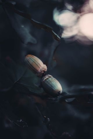 栗子，特写，无人，白天，选择性聚焦，食物和饮料，食物，新鲜度