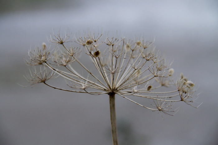 欧芹、植物、白色、草地、花、脆弱性、脆弱性、开花植物