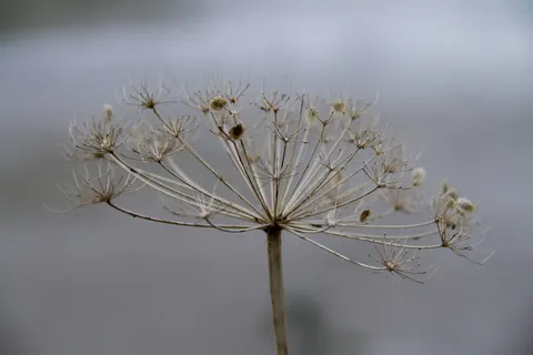 欧芹、植物、白色、草地、花、脆弱性、脆弱性、开花植物 欧芹、植物、白色、草地、花、脆弱性、脆弱性、开花植物