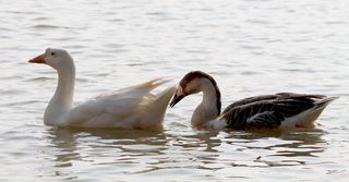 情侣，天鹅，鸟，湖，配对，白，两个，在一起