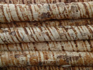 木材，树干，木材，木带，木制品，去皮，木材，原材料