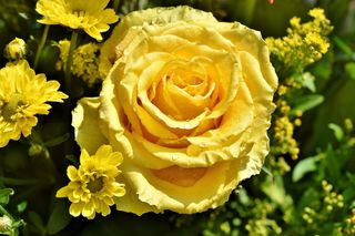 黄色，玫瑰，阳光，天空，玫瑰，玫瑰绽放，淡黄色玫瑰，绽放