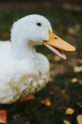 草地上的白鸭子