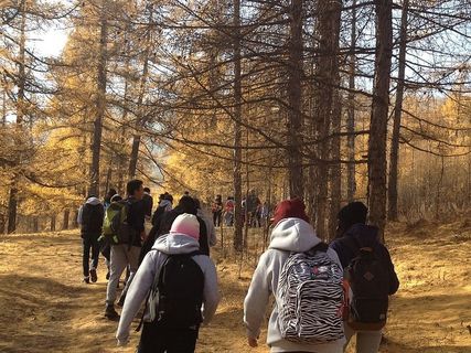 森林，树木，湖泊，学生，打嗝，俱乐部，大学，春天