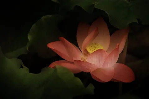 粉色、黄色、荷花、垫子插画、古典、柔和、花朵、开花植物 粉色、黄色、荷花、垫子插画、古典、柔和、花朵、开花植物