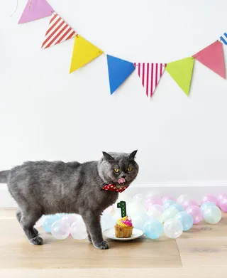 灰色波斯猫站在纸杯蛋糕旁