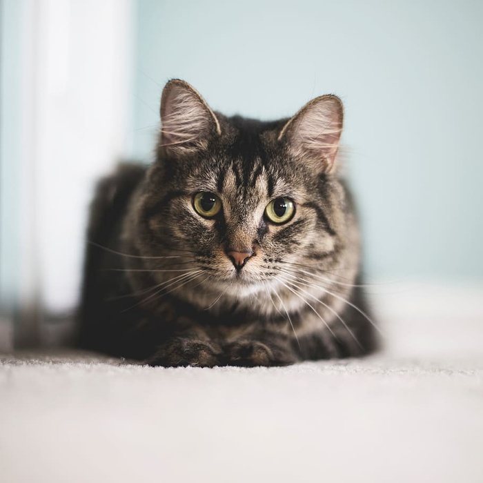 猫一直往前走