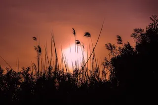 日落、太阳、黄昏、风景、自然、芦苇、阴影、下午