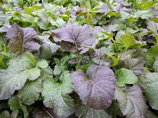 灯罩，泡菜，秋天，蔬菜，叶子，自然，农业，植物