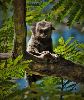 动物，哺乳动物，野生动物，熊，植被，植物，蕨类，浣熊