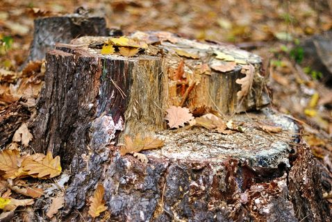 树干，树叶，树皮，特写，树皮，自然，木材，树木