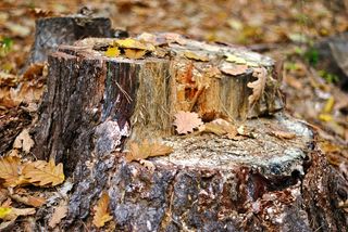 树干，树叶，树皮，特写，树皮，自然，木材，树木