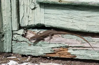 西班牙、卡门港、动物、埃切、索利安、门、兰萨罗特、斯普林特