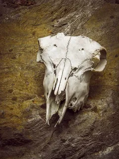 骷髅,动物,骷髅,骨头,死亡,头部,毛骨悚然,解剖学 骷髅,动物,骷髅,骨头,死亡,头部,毛骨悚然,解剖学