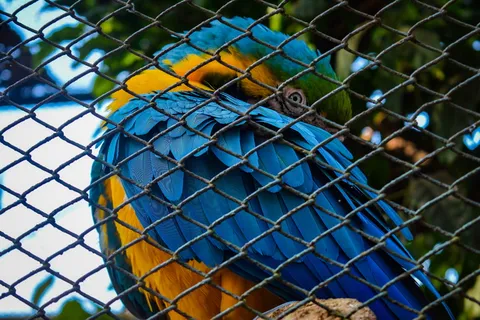 动物，鸟，鹦鹉，野生动物，羽毛，maccac，动物园，颜色