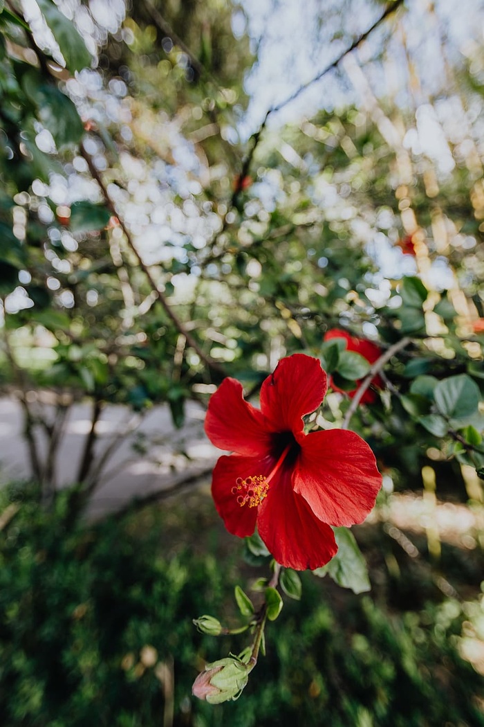 一朵红色的芙蓉花，葡萄牙