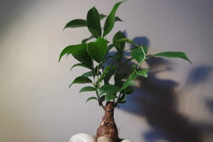 盆景，树木，室内，植物，小型，微型，矮小，装饰