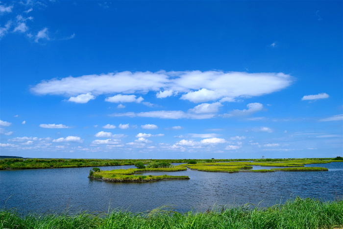 沼泽、水、天空、草、自然、景观、绿色、湿地