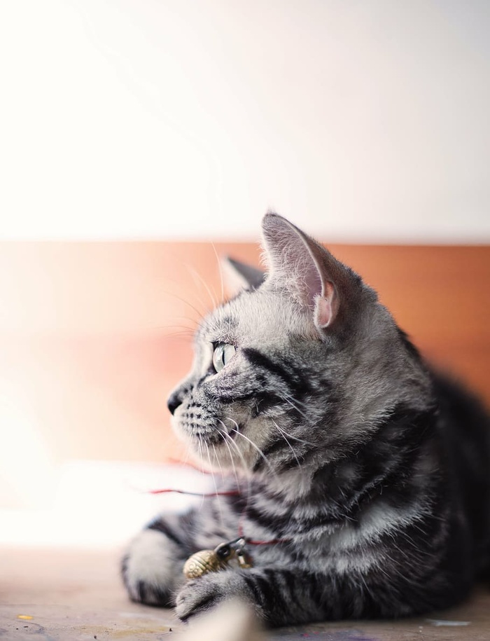 灰色小猫，灰色，斑猫，猫，小猫，动物，宠物，模糊