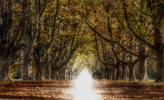 大道,树木,远去,自然,秋天,心情,光明,明亮 大道,树木,远去,自然,秋天,心情,光明,明亮