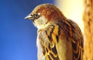 斯珀林，鸟，麻雀，羽毛，羽毛，动物主题，动物，一种动物