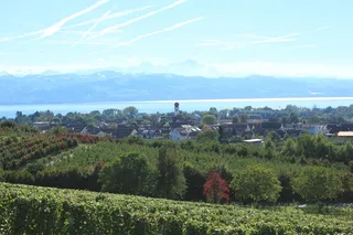康斯坦斯湖，克莱斯布隆湖，植物，树木，风景-自然，天空，自然之美