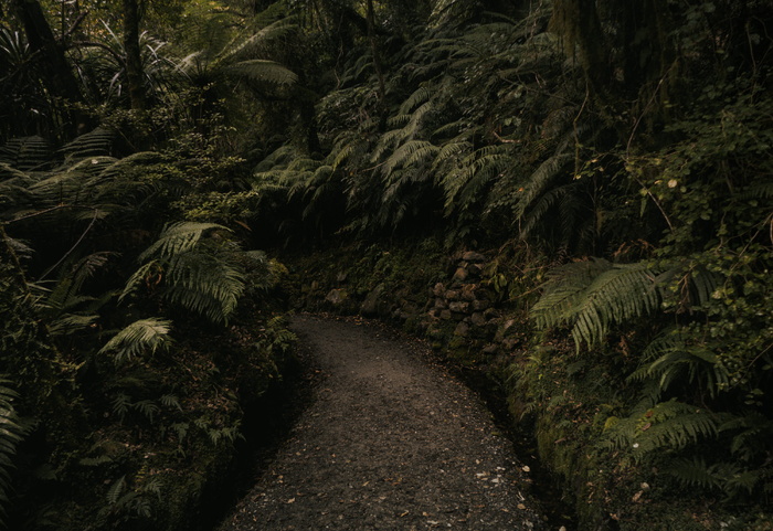 绿色蕨类植物的景观摄影