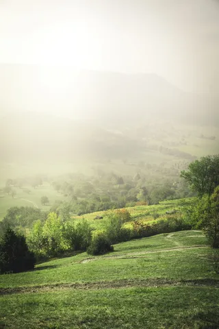 绿色，树，树，太阳，阳光，日出，日出，森林