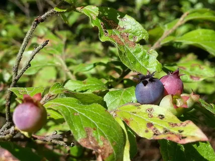 蓝莓,浆果,野生,森林,自然,野生,森林,水果,食物 蓝莓,浆果,野生,森林,自然,野生,森林,水果,食物