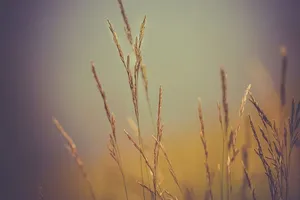 小麦，植物，自然，农场，农业，博克，模糊，植物