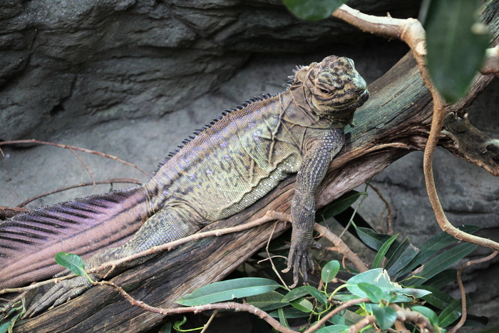 爬行动物, 动物, 蜥蜴, 鬣蜥, tierpark hagenbeck, 德国, 汉堡, 野生动物