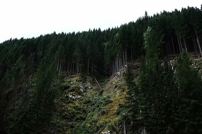 森林、绿色、山脉、自然、树木、树木、户外、景观