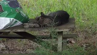 美国，克劳福德，睡眠，自然，草地，园艺，猫，小睡