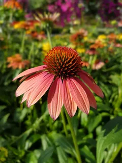 紫锥花,紫锥菊,花,夏天,花,脆弱,紫锥花,东部紫锥花 紫锥花,紫锥菊,花,夏天,花,脆弱,紫锥花,东部紫锥花