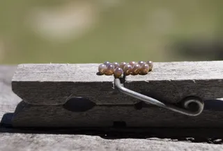澳大利亚，蛾在茧中foming，peg，蛾茧，木质材料，特写，无人，白天