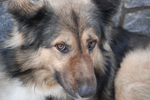 狗，宠物，动物，可爱的，朋友，哺乳动物，一只动物，狗