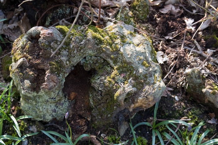 腐烂、树桩、地衣、苔藓、树皮、木材、叶霉、植物
