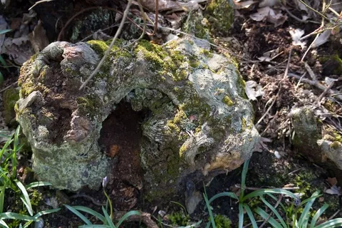 腐烂、树桩、地衣、苔藓、树皮、木材、叶霉、植物 腐烂、树桩、地衣、苔藓、树皮、木材、叶霉、植物