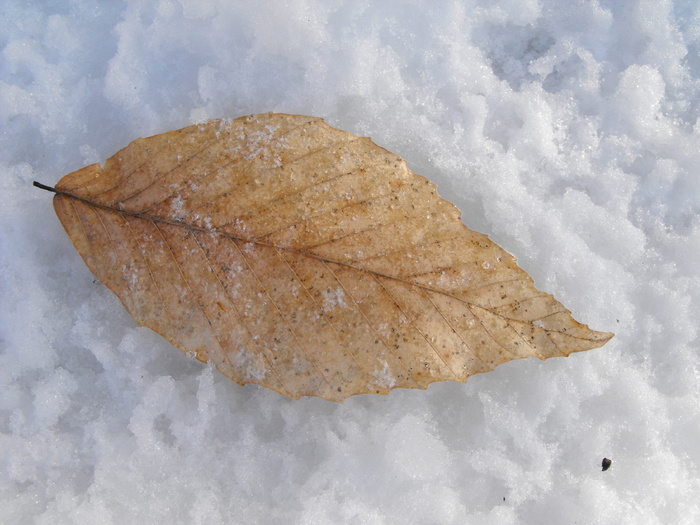叶子，雪，冰，冬天，叶子，季节，霜冻，白色