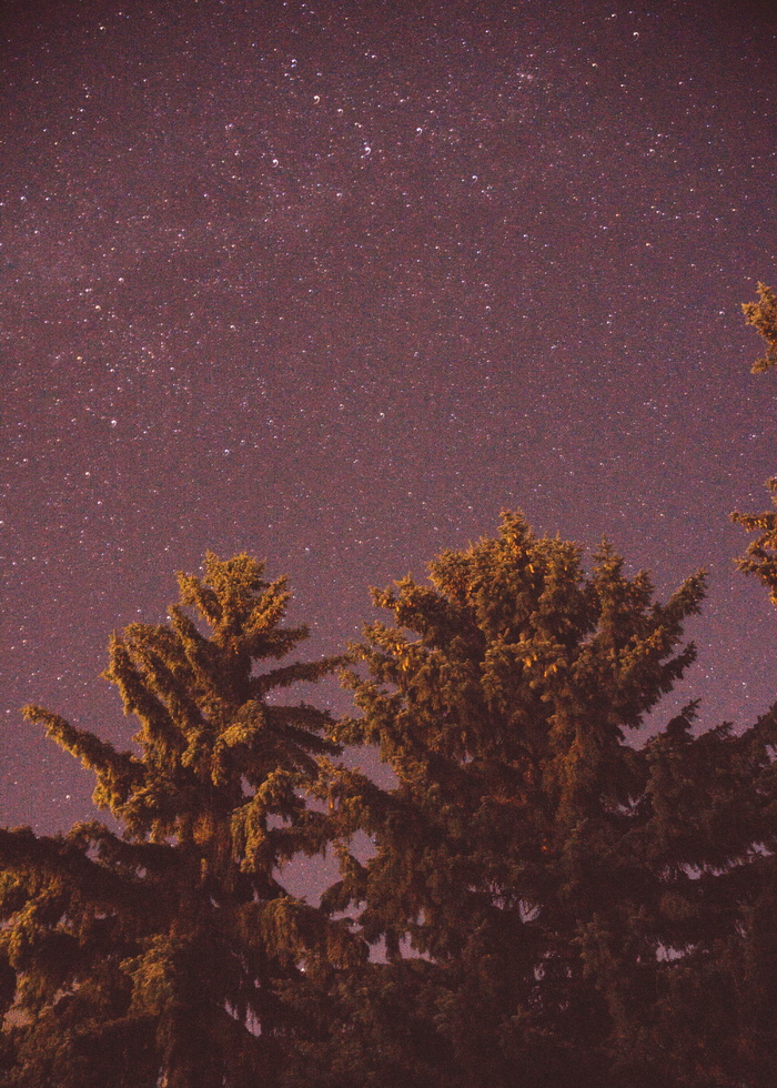 加拿大，萨斯喀彻温省，夜晚，天空，树木，植物，星空，没有人