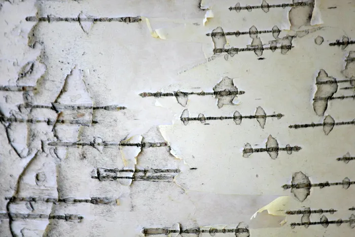 桦树树干，树皮，树，木材，白色，树干，桦树，线条