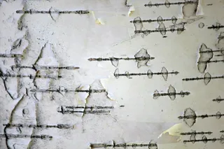 桦树树干，树皮，树，木材，白色，树干，桦树，线条