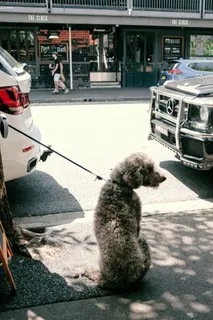 牵着皮带的灰狗