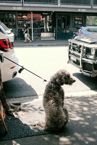 牵着皮带的灰狗