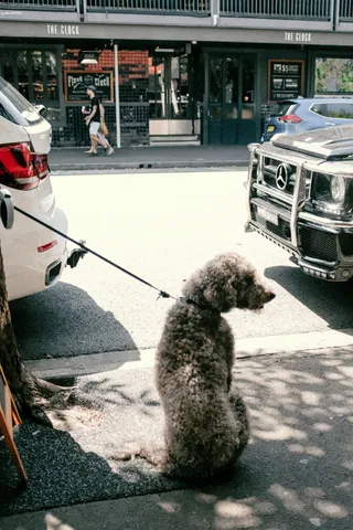 牵着皮带的灰狗