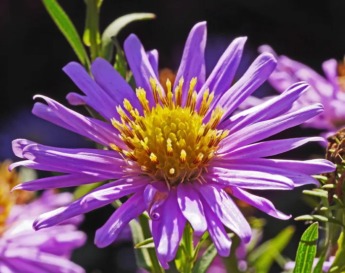紫菀花，紫色，金黄色，雄蕊，紫菀，特写，花园
