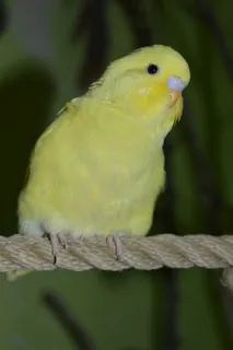 便宜, 齐福格尔, 黄色, 动物主题, 鸟, 动物, 脊椎动物, 一只动物