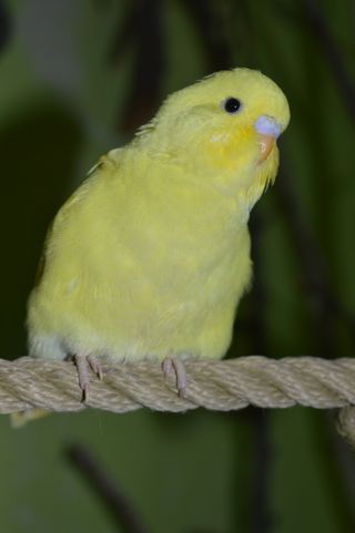 便宜, 齐福格尔, 黄色, 动物主题, 鸟, 动物, 脊椎动物, 一只动物