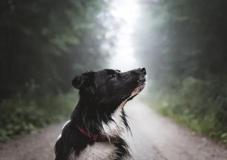 白天,黑白狗在绿树成荫的土路上 白天,黑白狗在绿树成荫的土路上