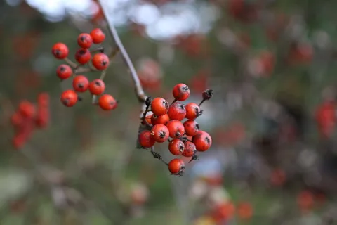 罗、秋、树、果、鲜、红、观赏植物、结果 罗、秋、树、果、鲜、红、观赏植物、结果